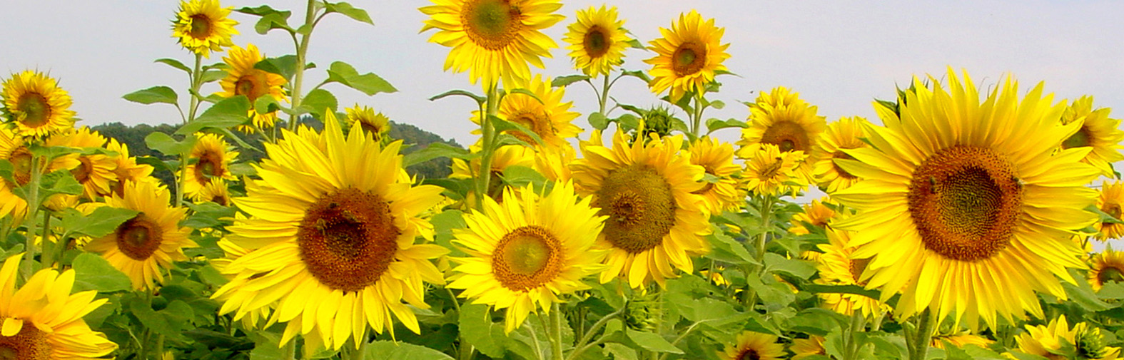 Bild Sommerpause 2016